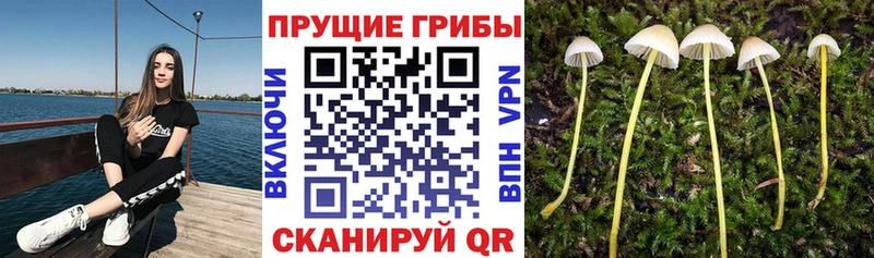 Галлюциногенные грибы мицелий  Купить где  Уржум 